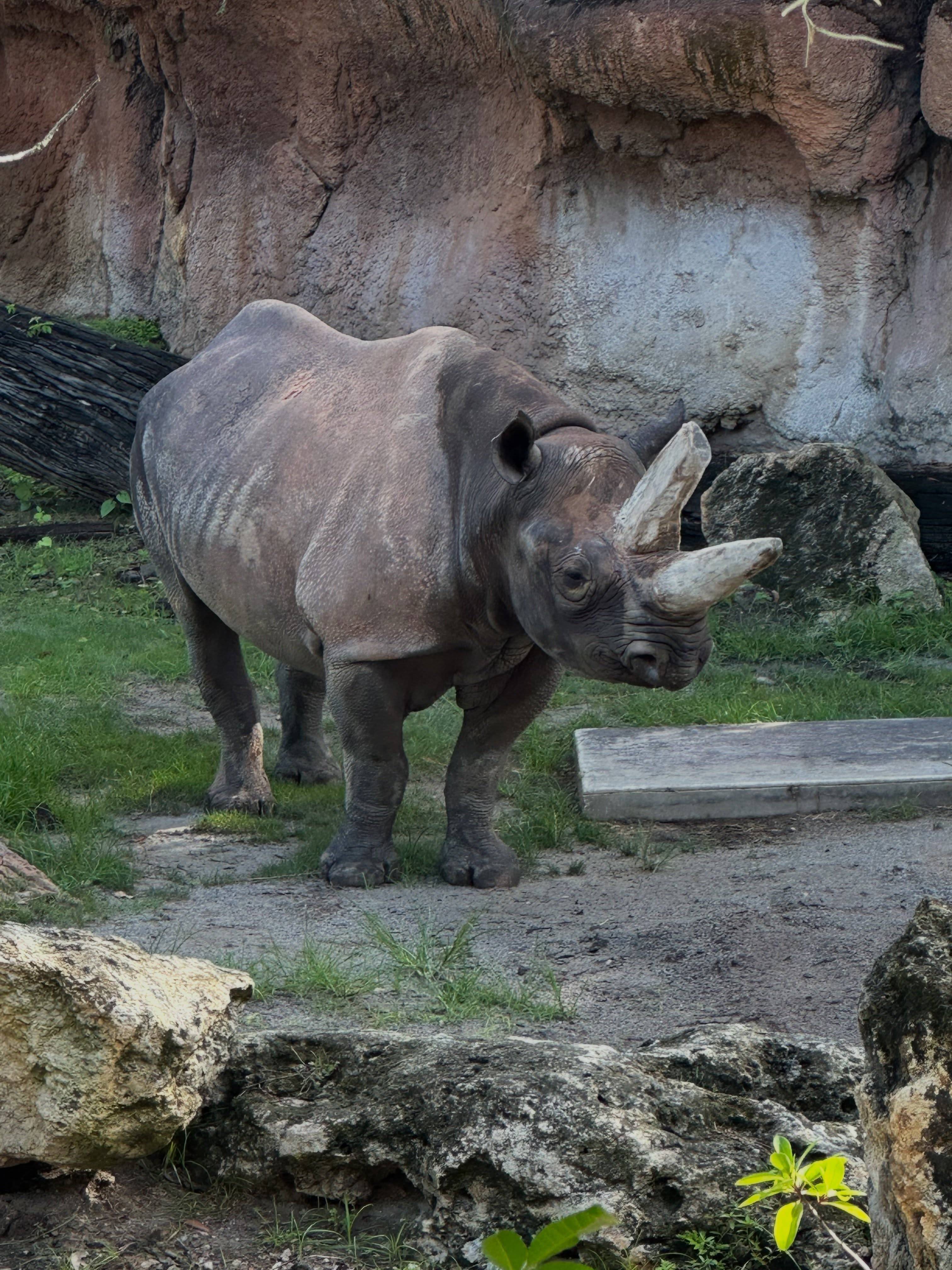 Timu, the eastern black rhino, stands in her habitat along the Kilimanjaro Safaris savanna route at Disney's Animal Kingdom
