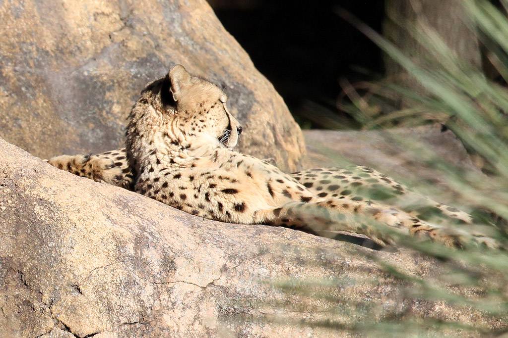 Kilimanjaro Safaris animals - Cheetah