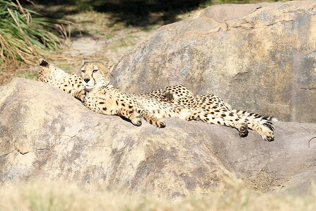 Kilimanjaro Safaris animals - Cheetah