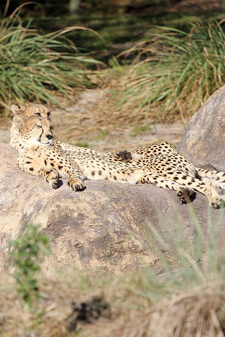 Kilimanjaro Safaris animals - Cheetah Kilimanjaro Safaris animals - Cheetah