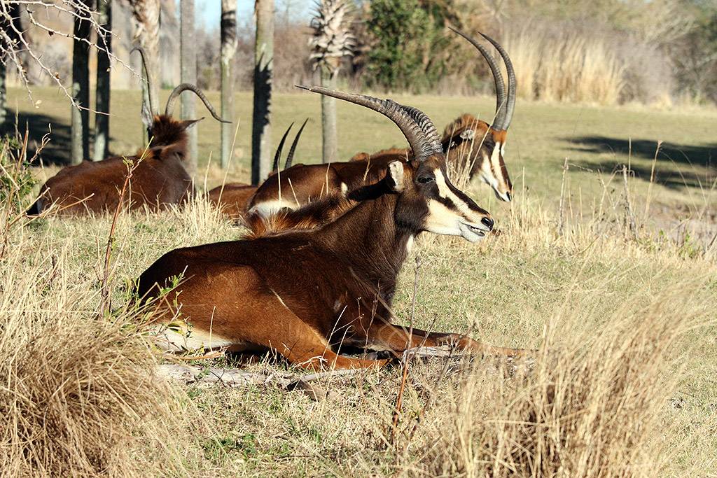 Kilimanjaro Safaris animals - Sable Antelope