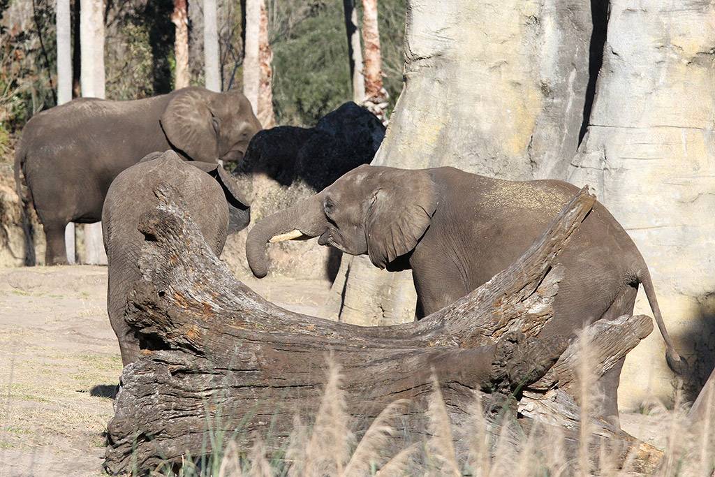 Kilimanjaro Safaris animals - African Elephant