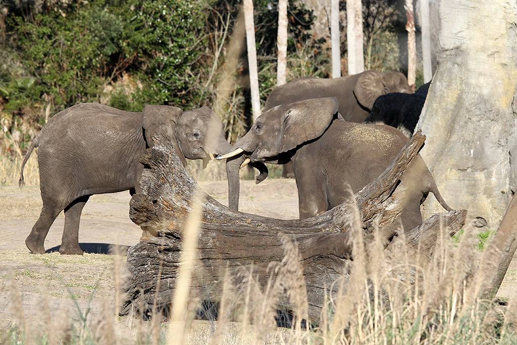 Disney's Animal Kingdom offering a new elephant experience - Caring for  Giants