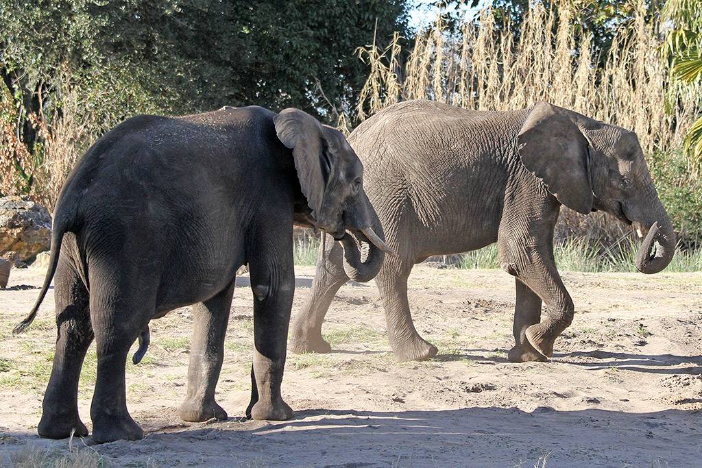 Kilimanjaro Safaris animals - African Elephant