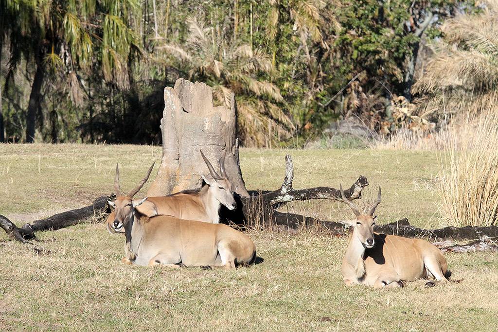 Kilimanjaro Safaris animals - Greater Kudu