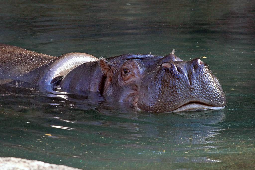 Kilimanjaro Safaris animals - Nile Hippo