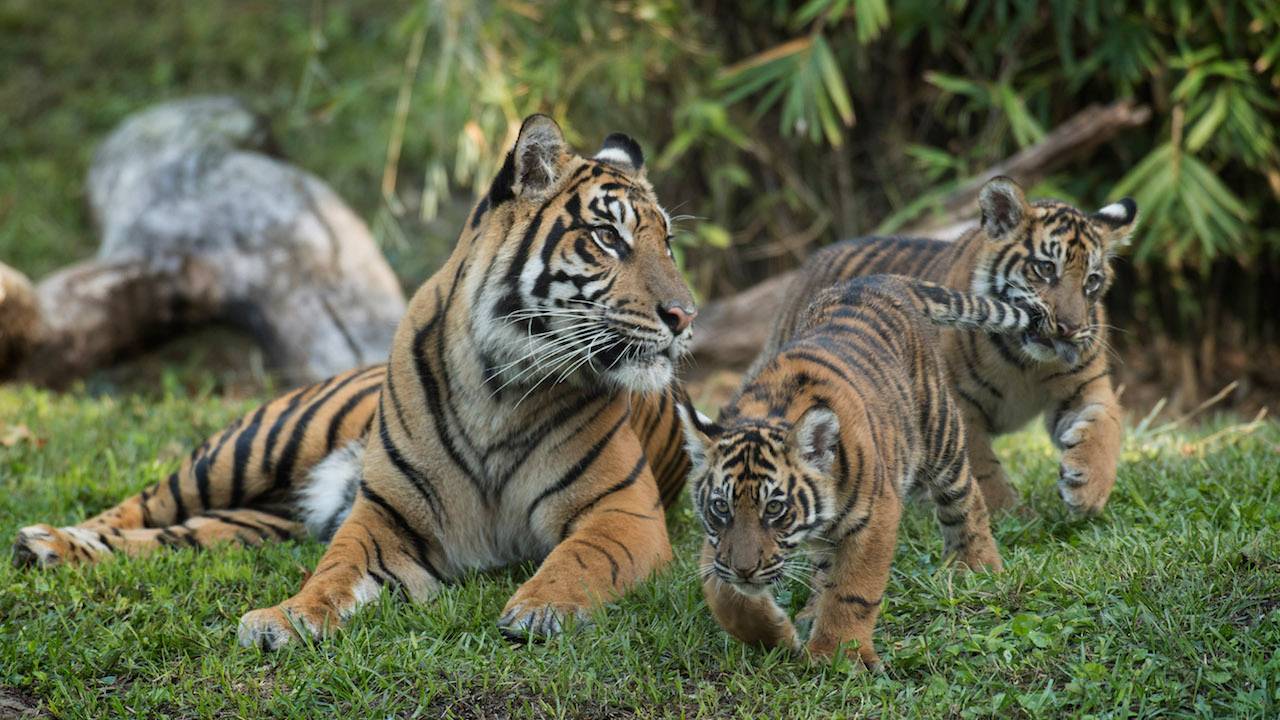 VIDEO - Sumatran tiger cubs can now be seen on the Maharajah Jungle Trek