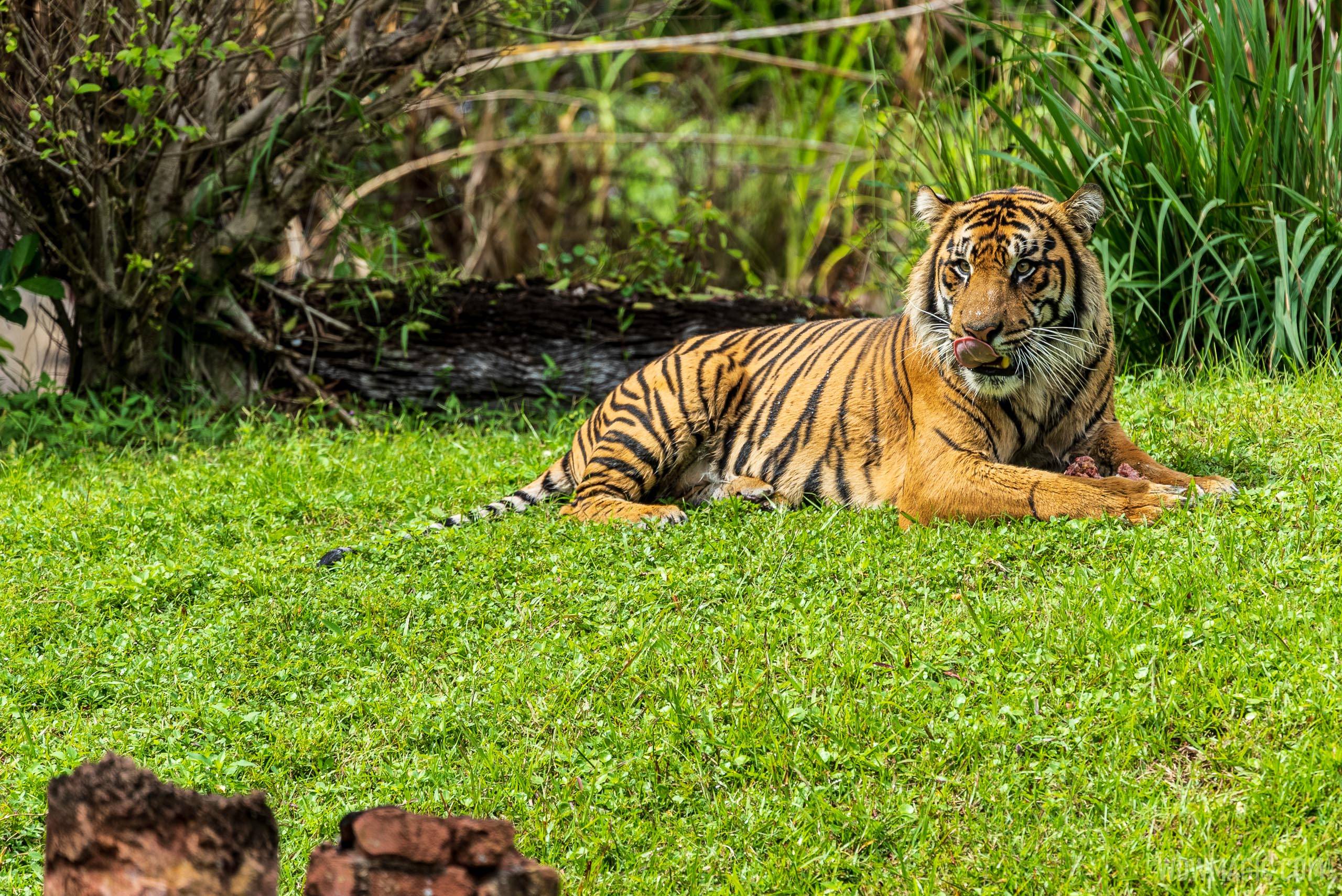 Maharajah Jungle Trek tiger exhibit closed for refurbishment