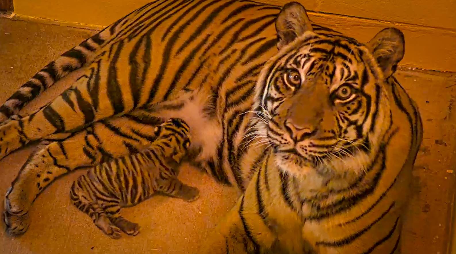 Meet Bakso: Disney's Animal Kingdom Welcomes Rare Sumatran Tiger Cub