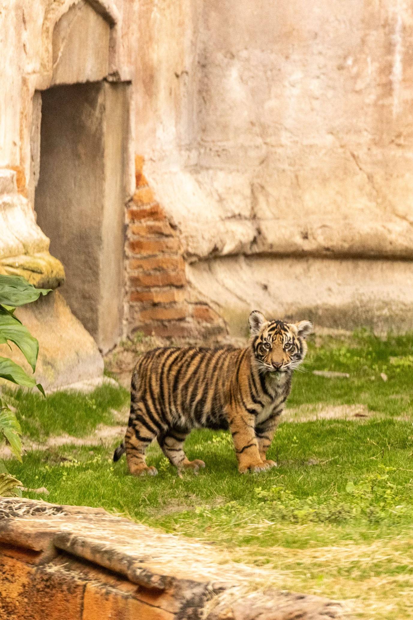 Bakso the Sumatran Tiger Cub Makes His Public Debut at Disney's Animal Kingdom