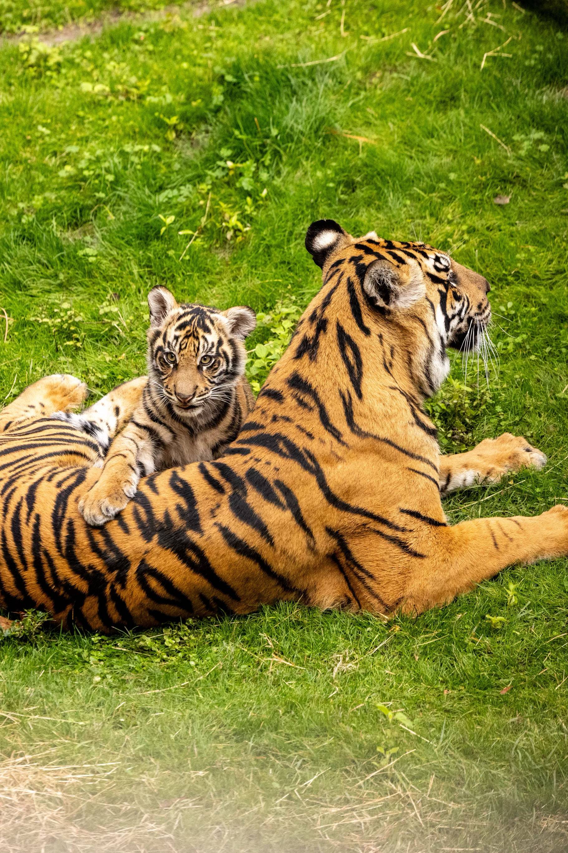 Basko the Sumatran Tiger Cub