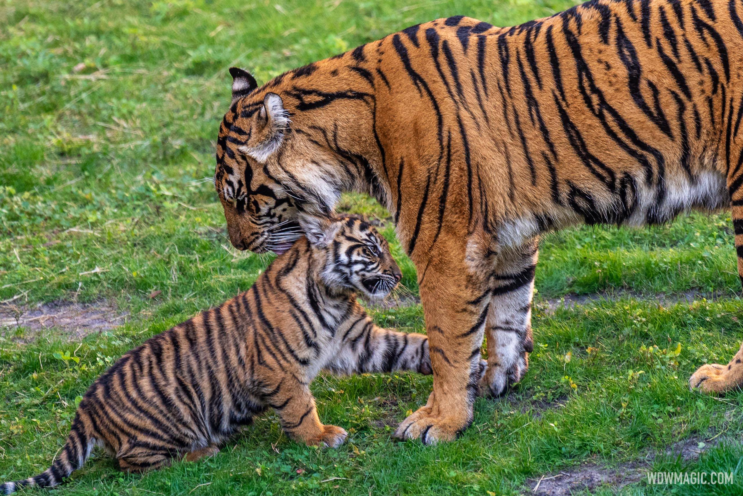 Basko the Sumatran Tiger Cub - 4 Months