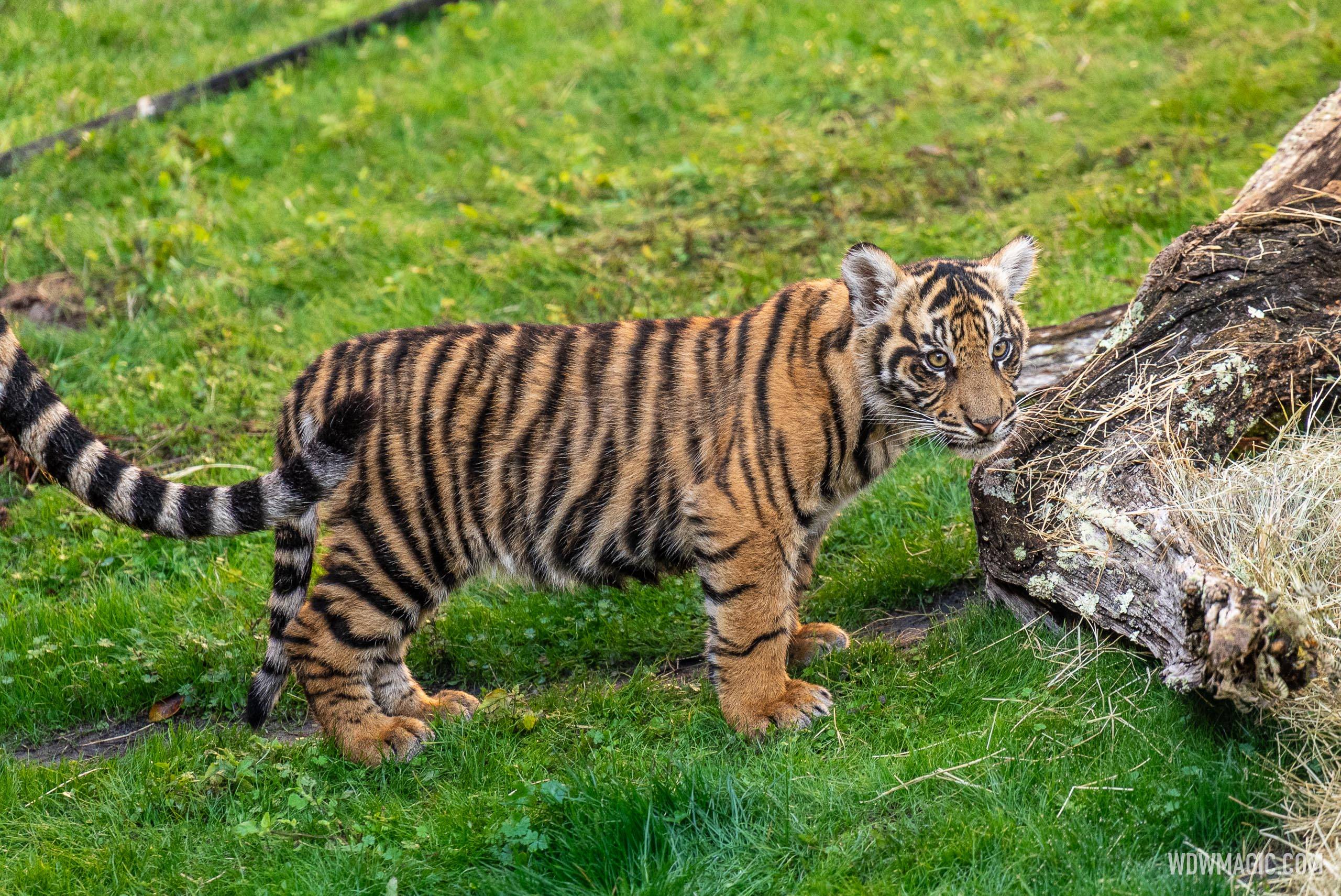 Basko the Sumatran Tiger Cub - 4 Months