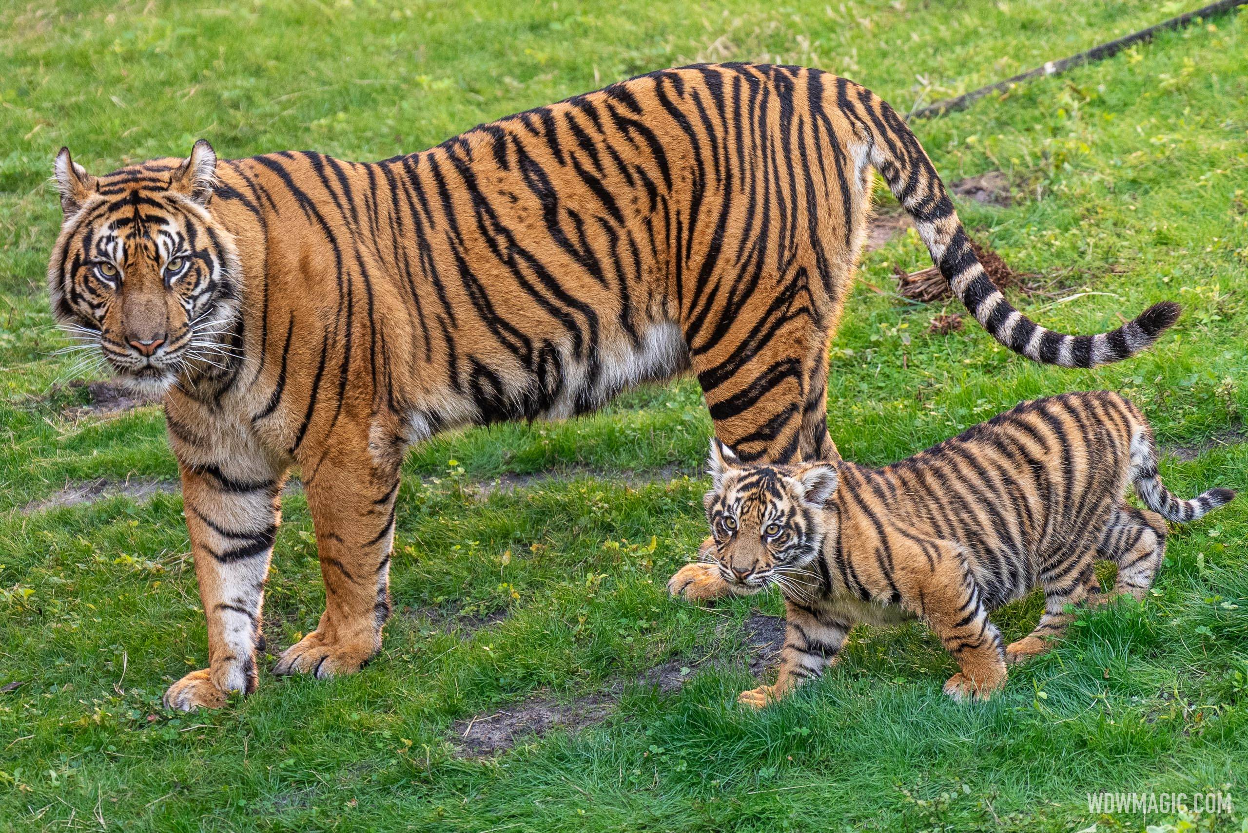 Basko the Sumatran Tiger Cub - 4 Months