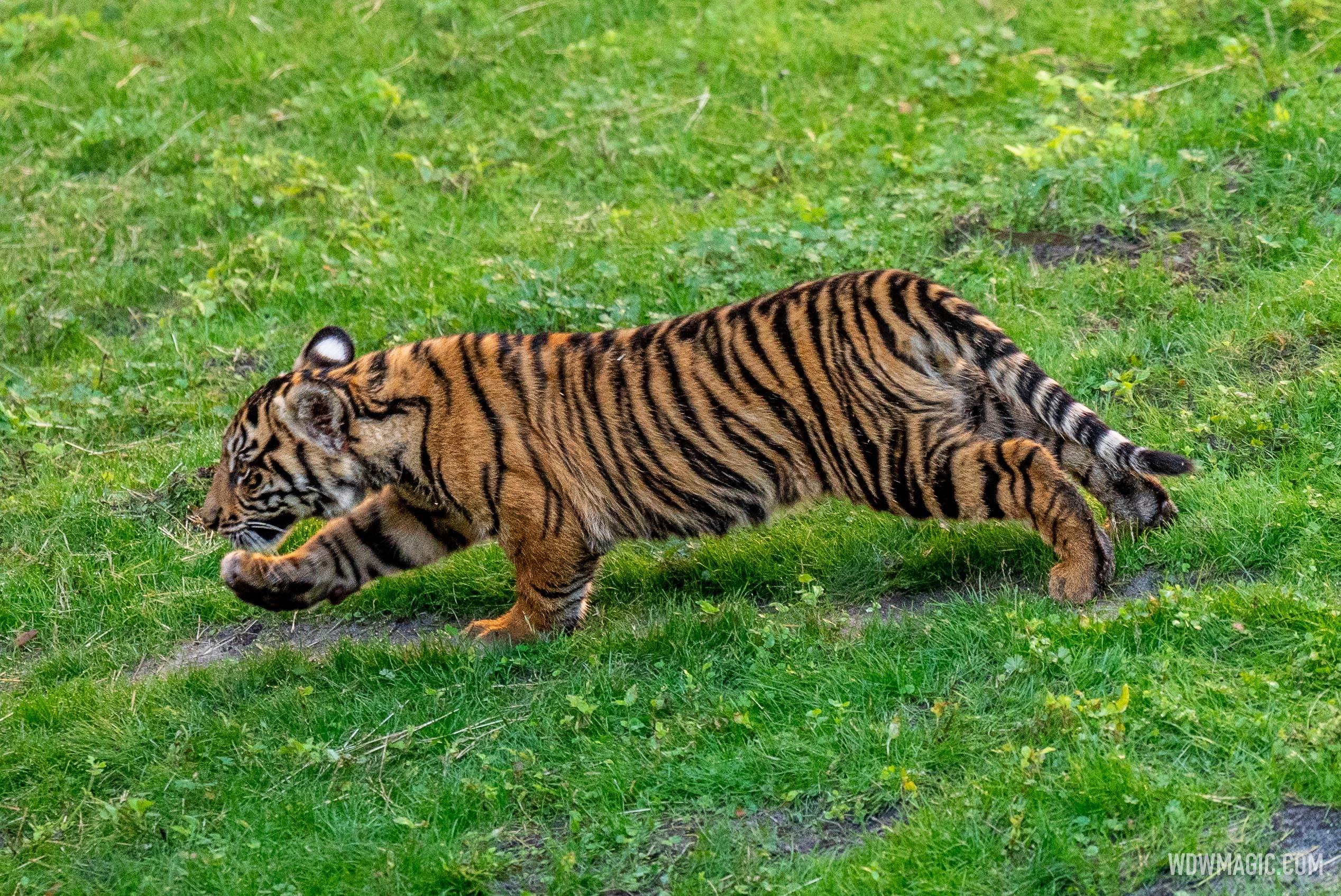 Basko the Sumatran Tiger Cub - 4 Months