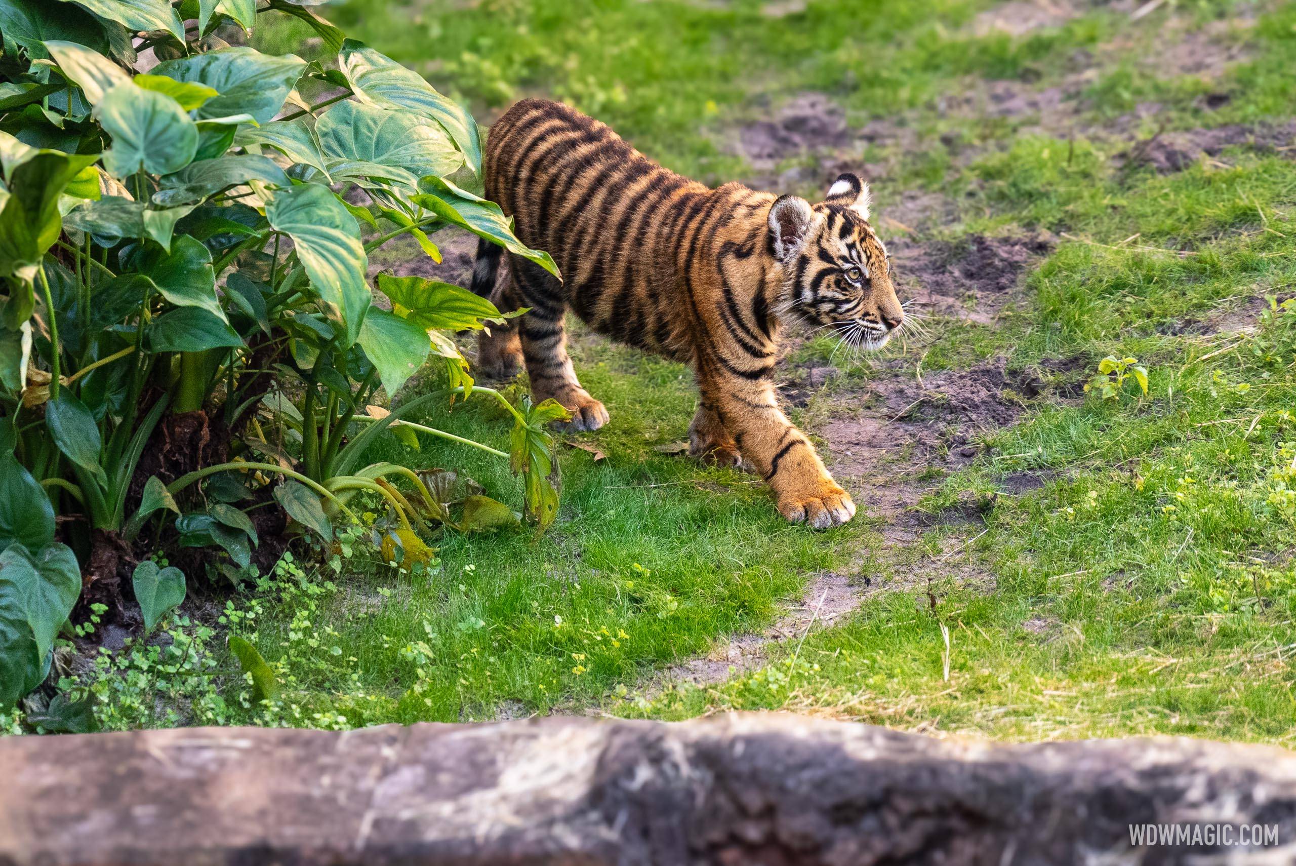 Basko the Sumatran Tiger Cub - 4 Months