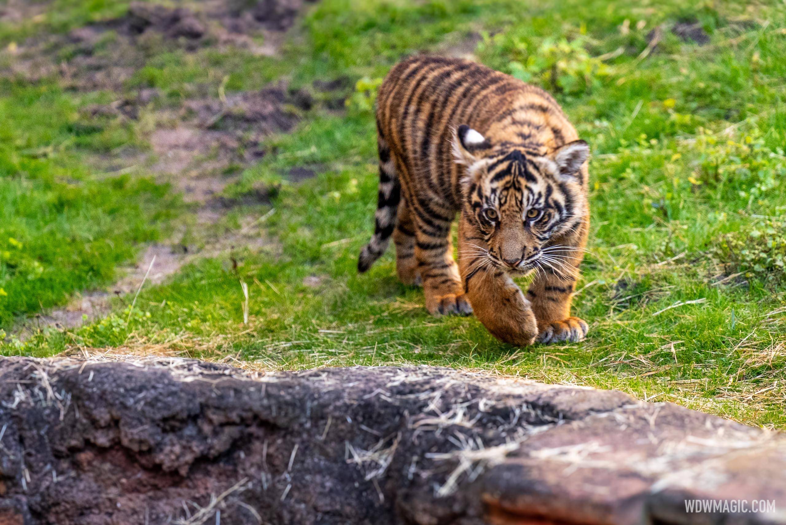 Basko the Sumatran Tiger Cub - 4 Months