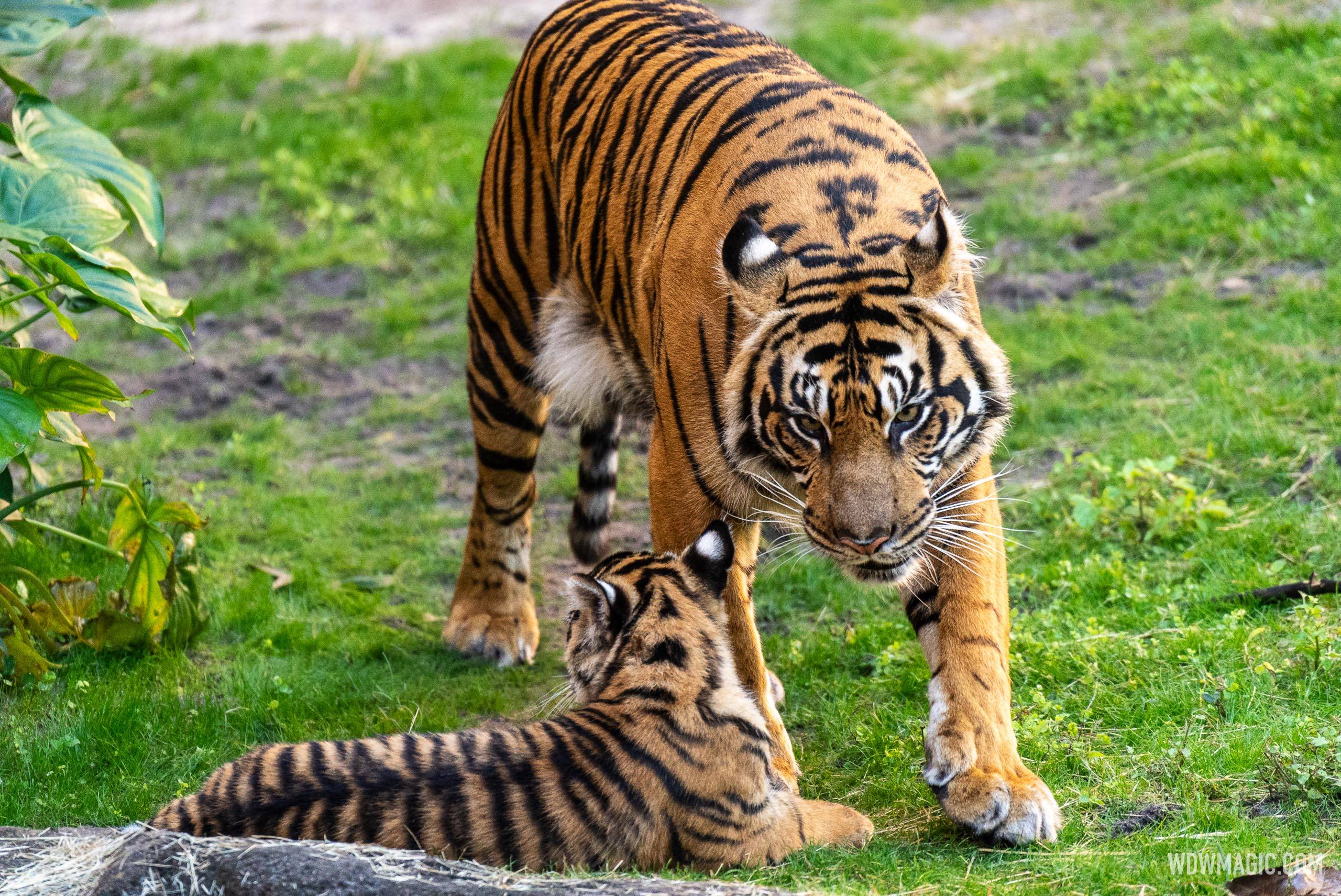 Basko the Sumatran Tiger Cub - 4 Months