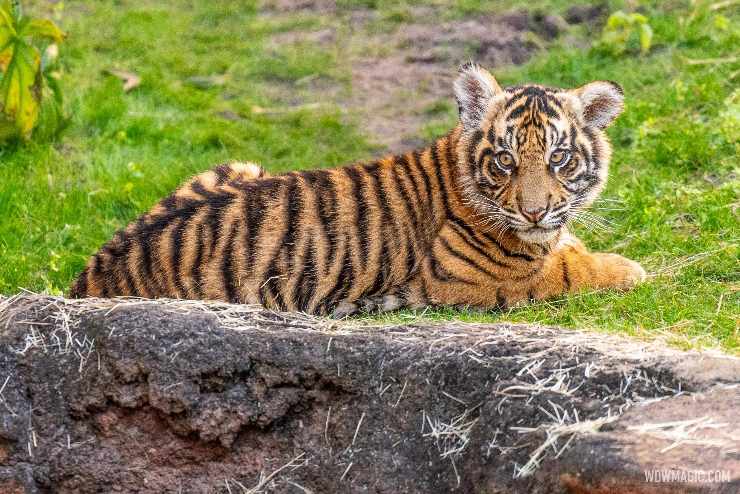 Bakso the Sumatran Tiger Cub Draws Big Crowds at Disney's Animal Kingdom