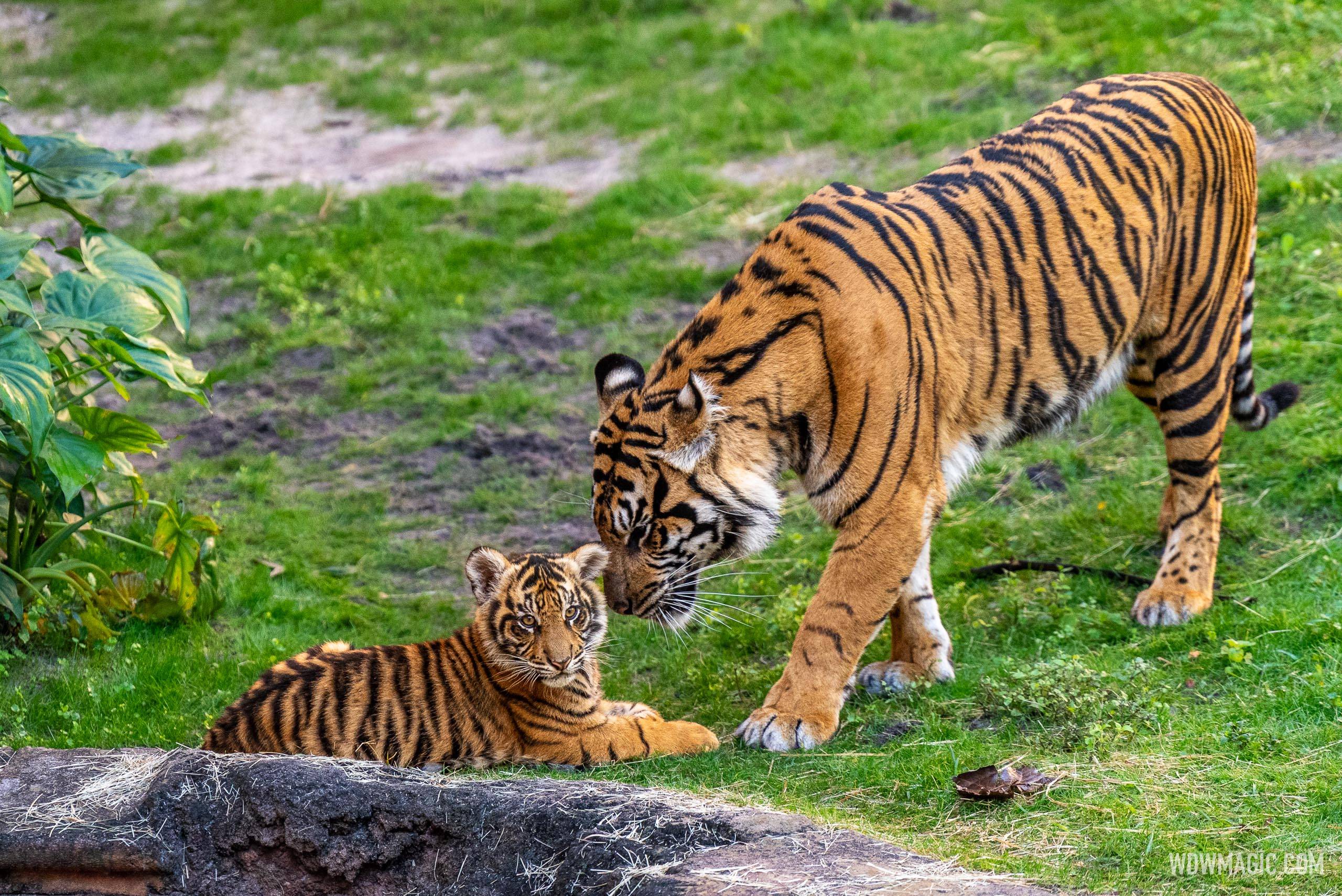 Basko the Sumatran Tiger Cub - 4 Months