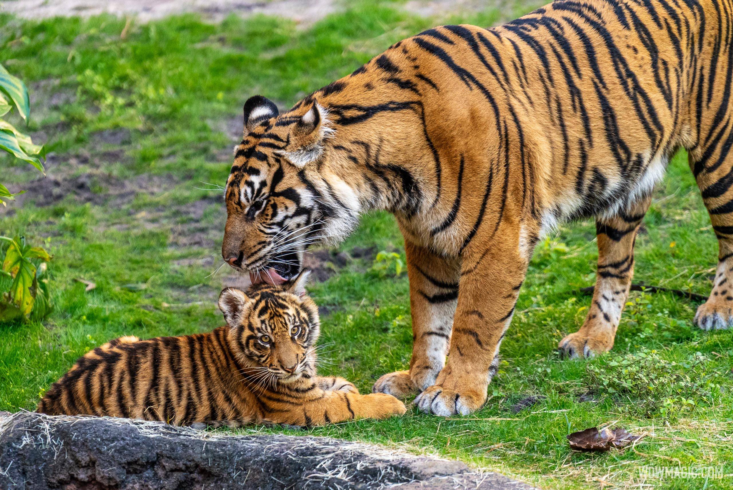 Bakso the Sumatran Tiger Cub Draws Big Crowds at Disney's Animal