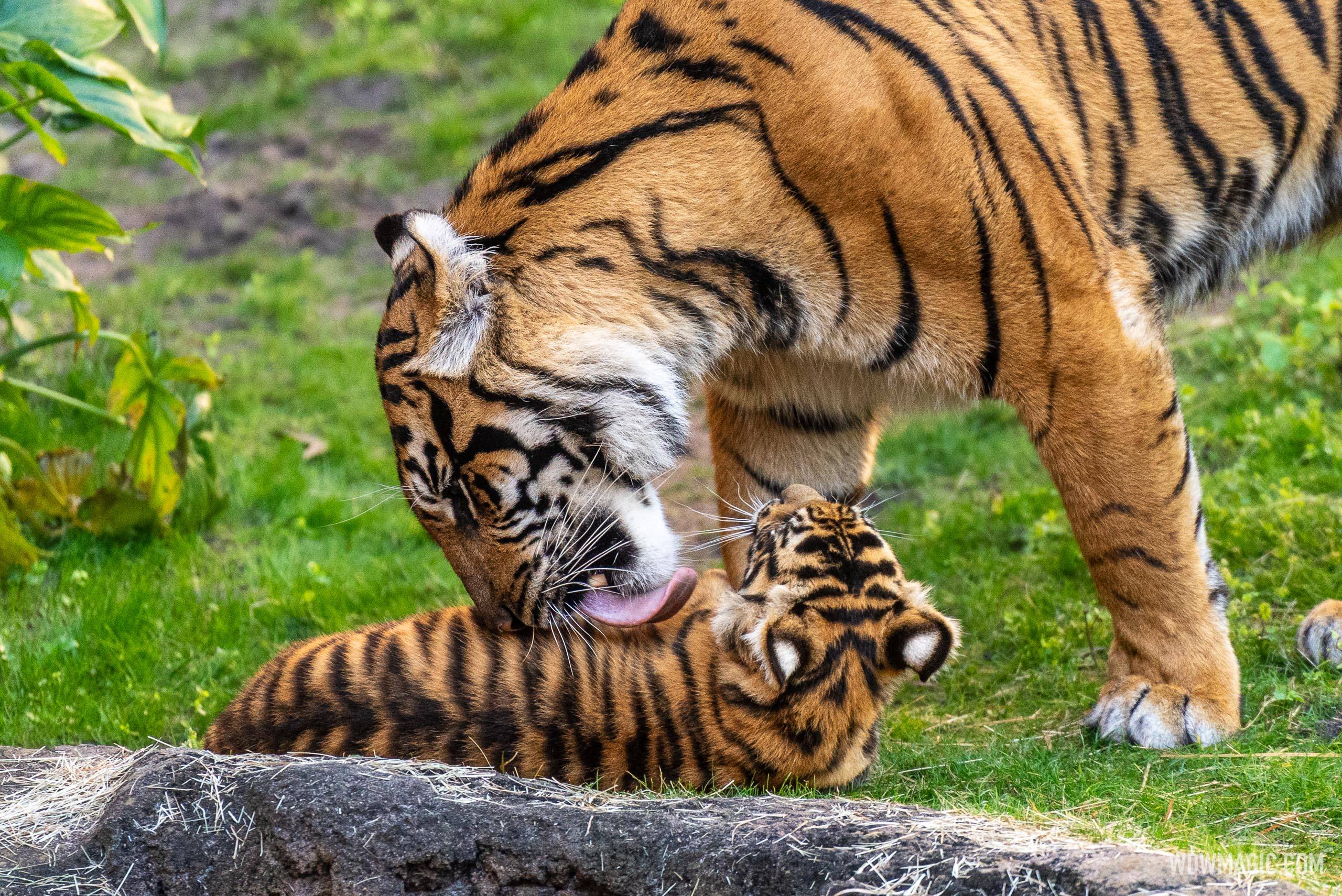 Basko the Sumatran Tiger Cub - 4 Months