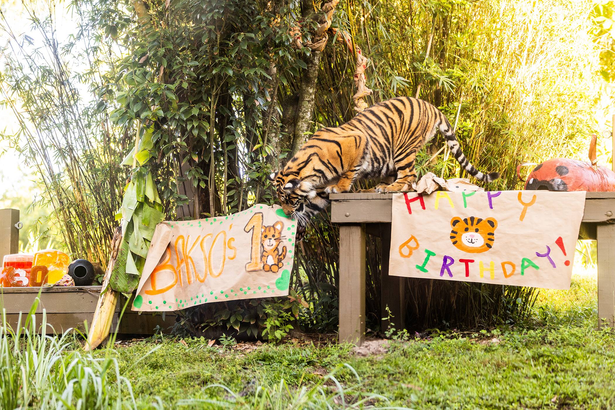 Bakso the Sumatran Tiger's First Birthday