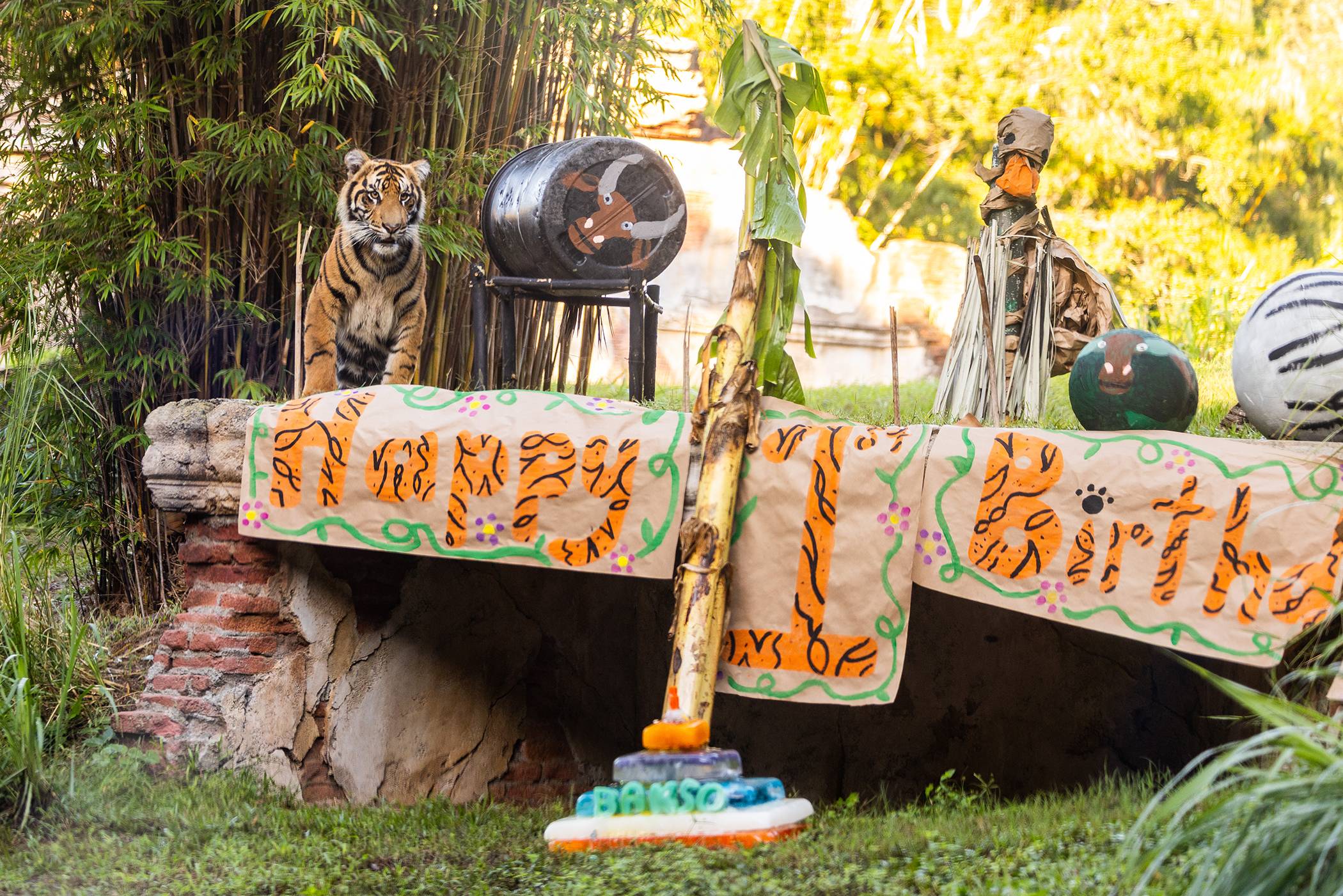 Bakso the Sumatran Tiger Celebrates First Birthday at Disney's Animal Kingdom