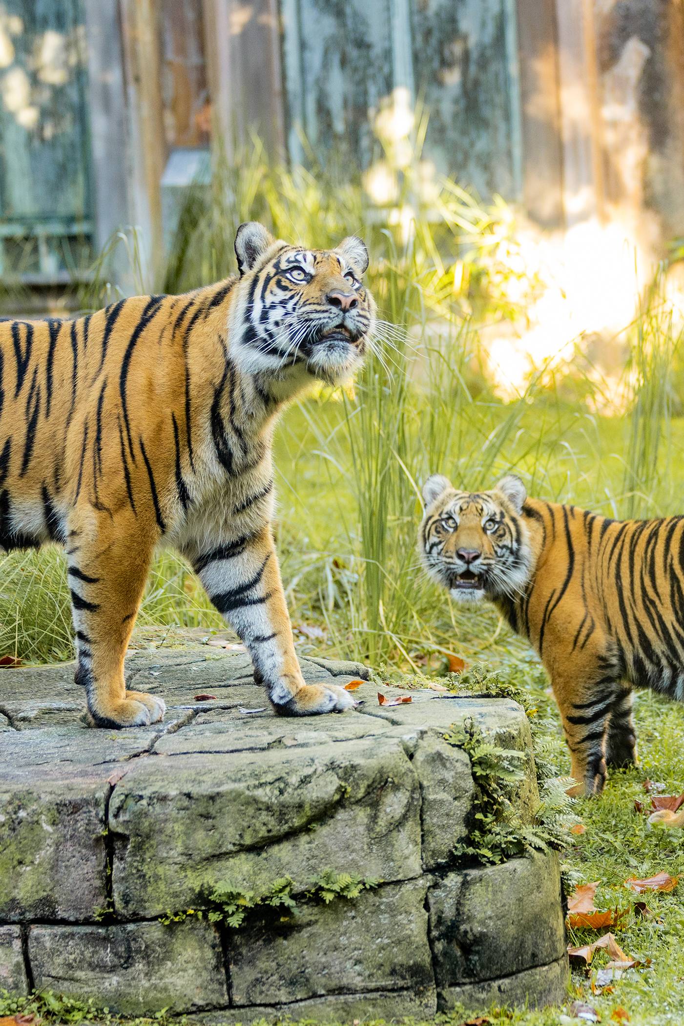 Bakso the Sumatran Tiger's First Birthday