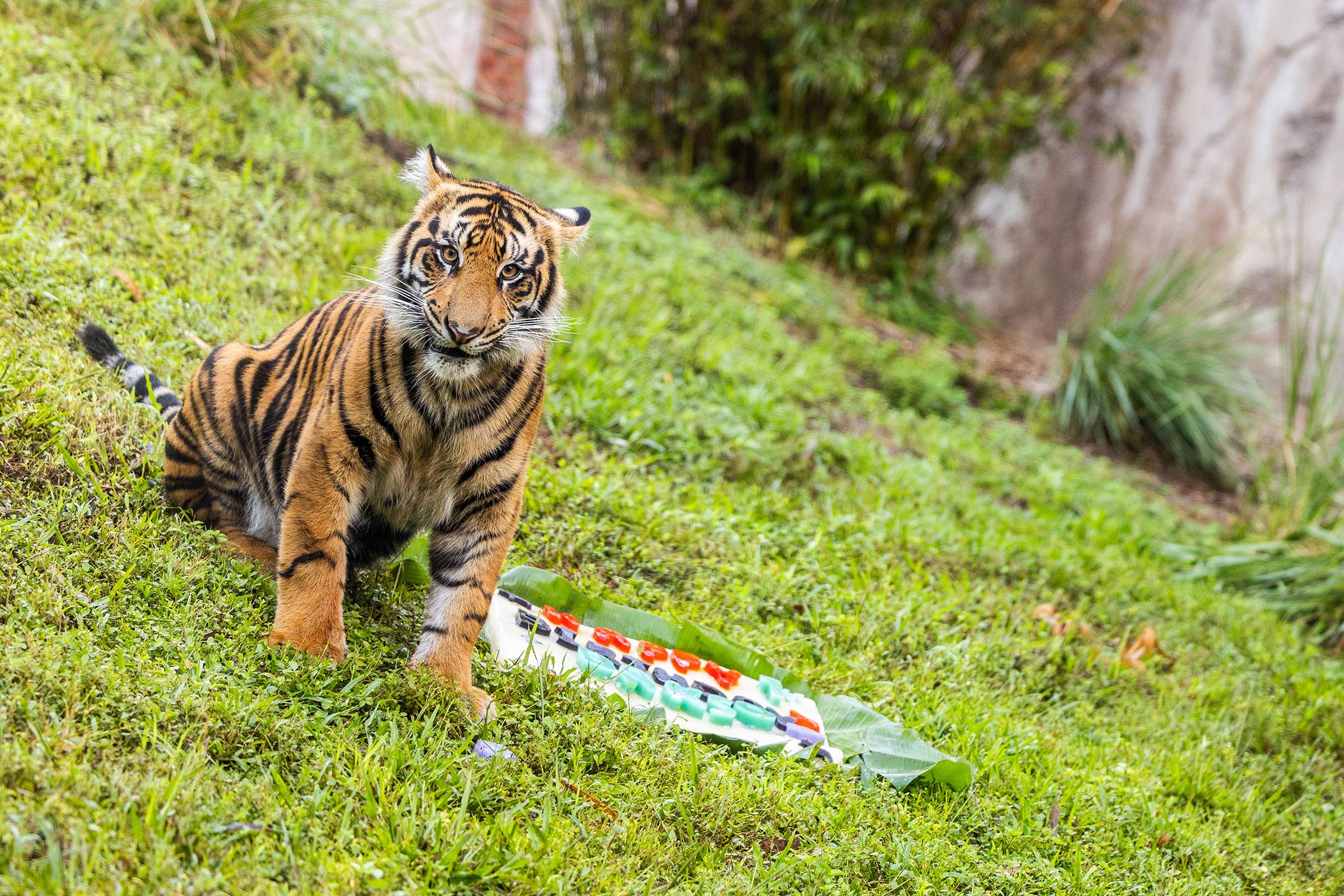 Bakso the Sumatran Tiger's First Birthday