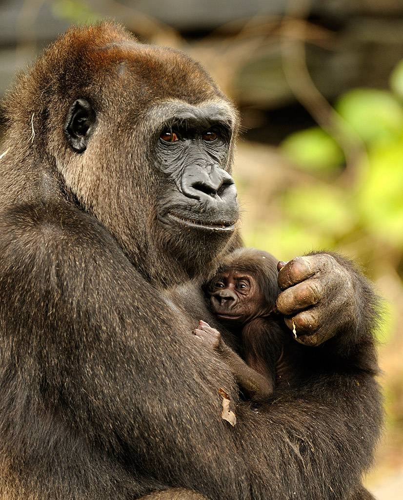 Baby gorilla born at Animal Kingdom confirmed to be a girl and named Lilly