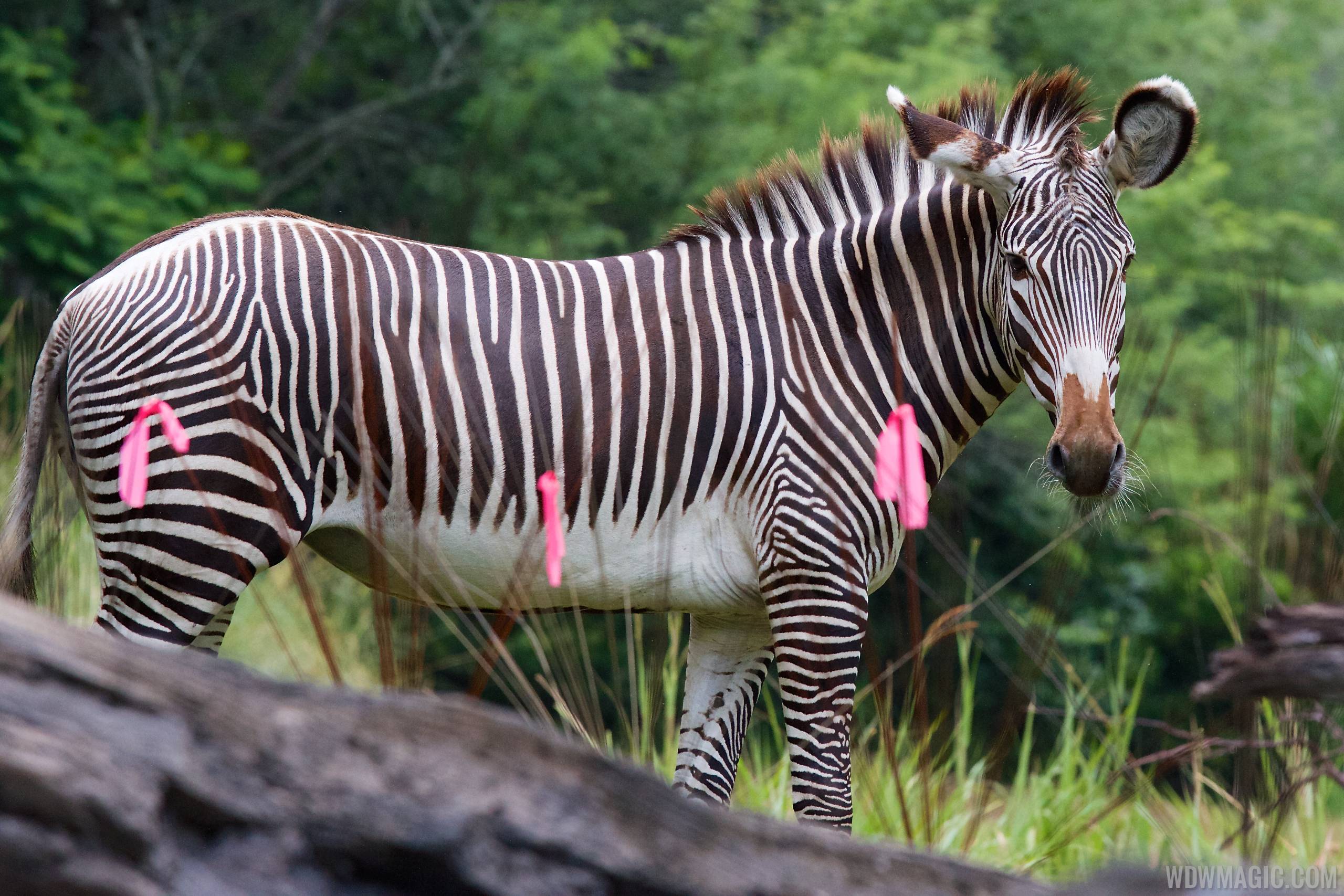 Grevy's zebra at Pangani Forest Exploration Trail