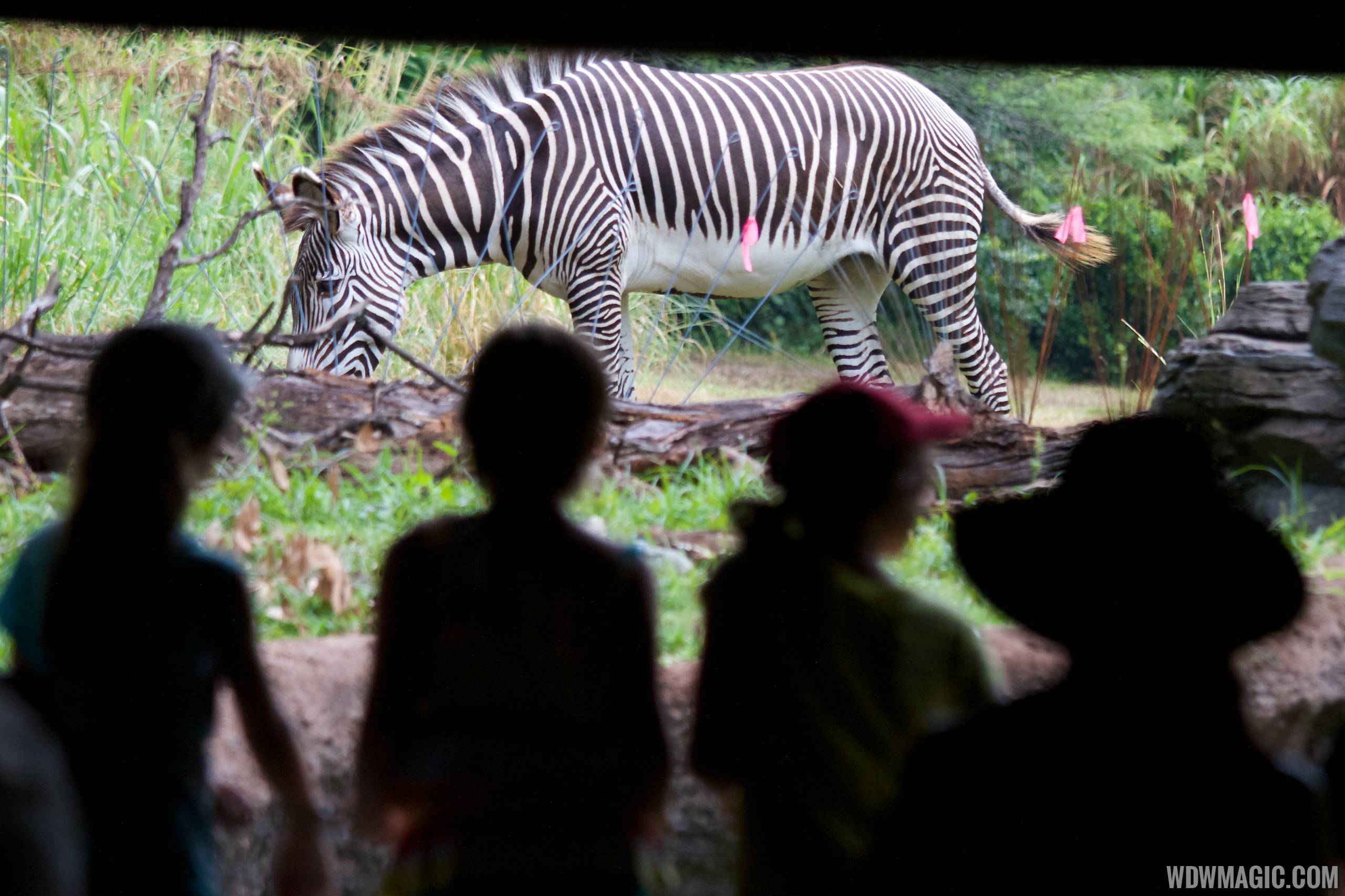 PHOTOS - Grevy's zebra joins Pangani Forest Exploration Trail