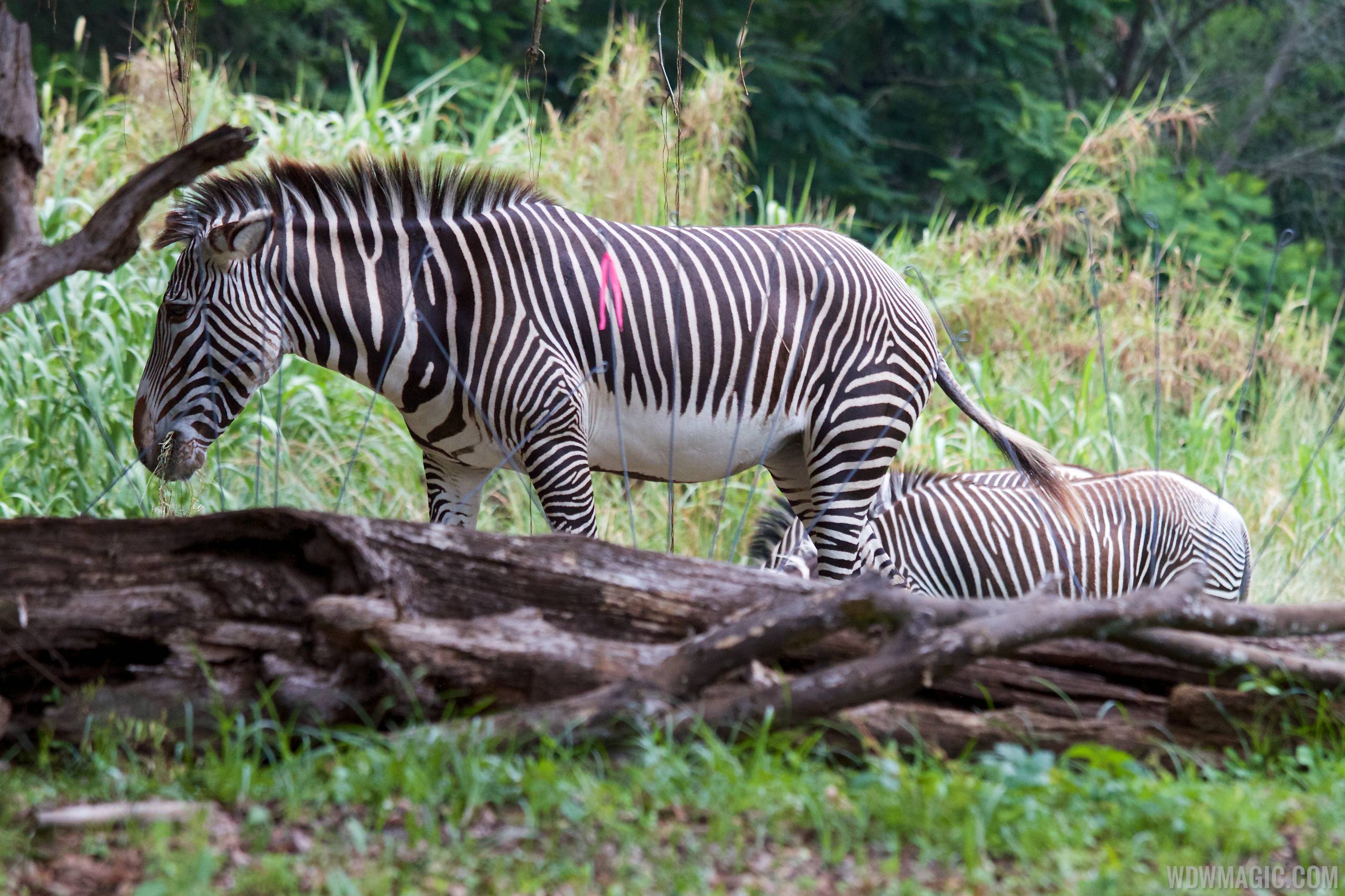 Grevy's zebra at Pangani Forest