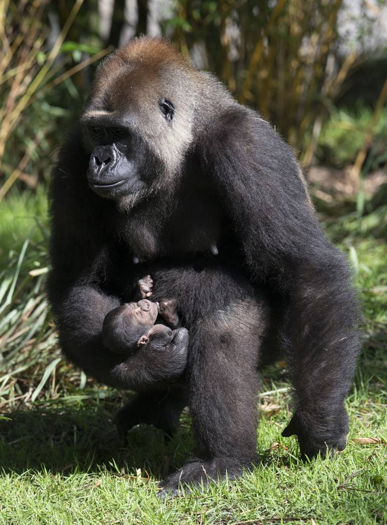 Endangered gorilla born at Disney's Animal Kingdom