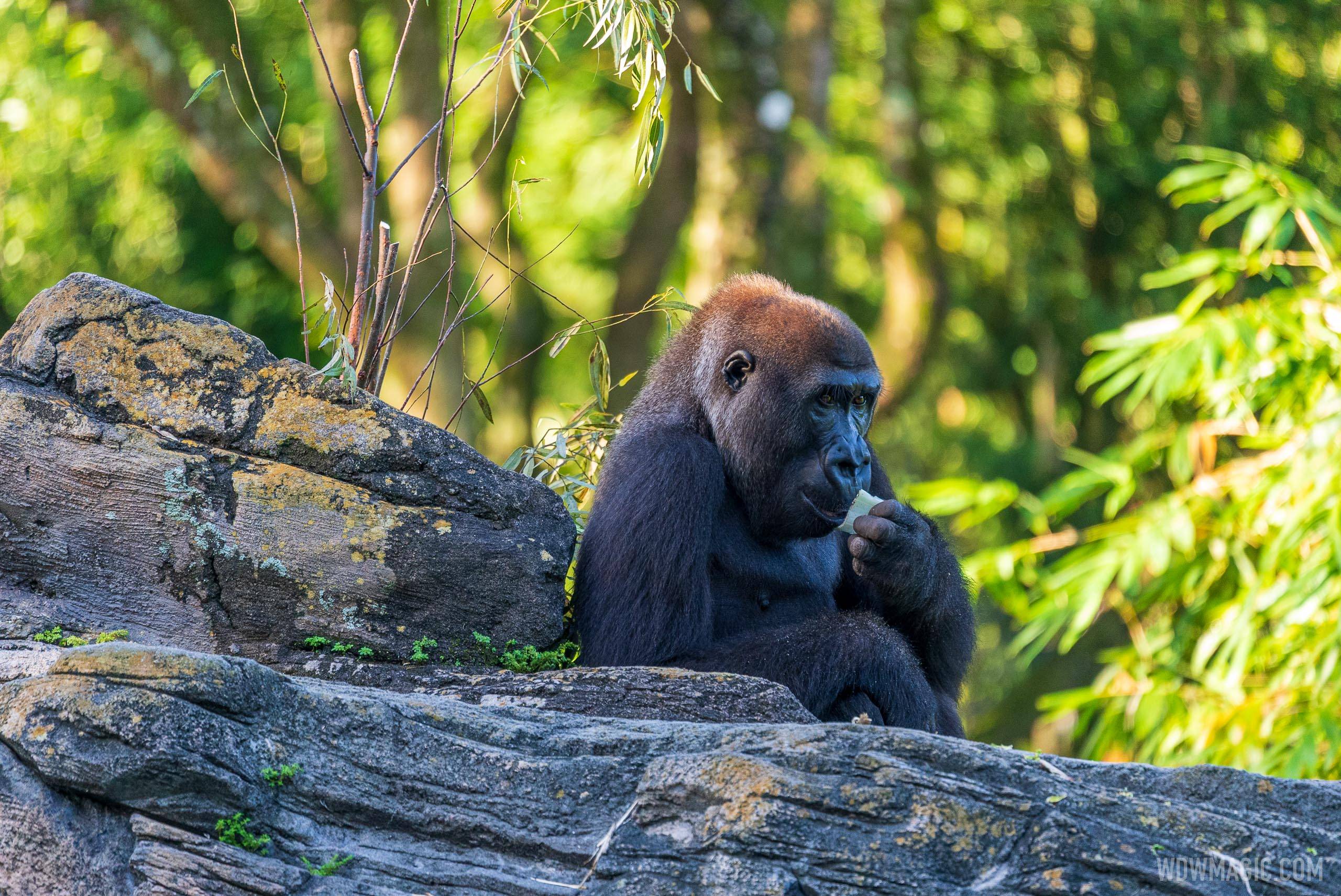 Gorilla Falls Exploration Trail