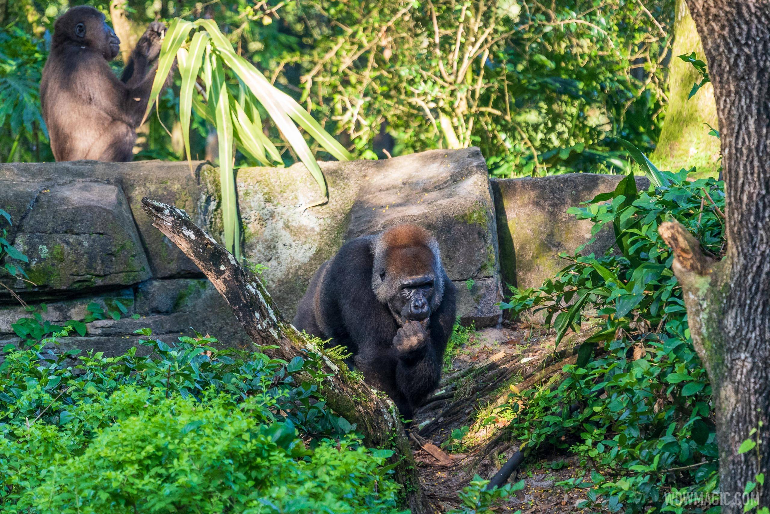 Gorilla Falls Exploration Trail