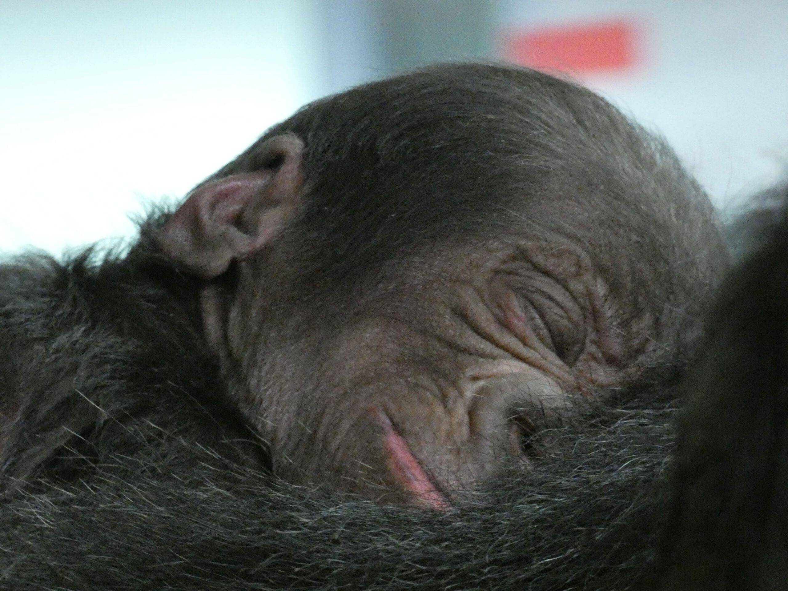 Gorilla and Hippopotamus born this week at Disney's Animal Kingdom