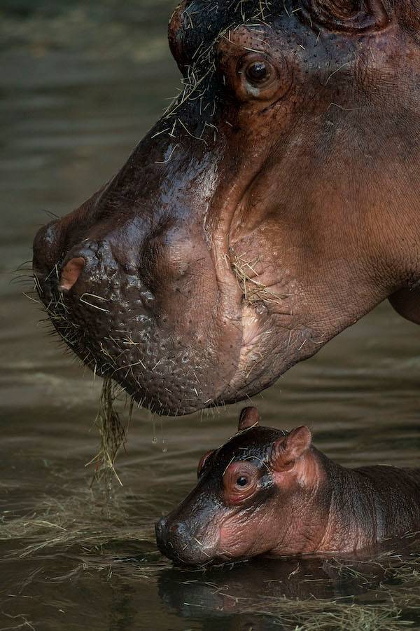 Baby Gorilla and Hippo born July 2021
