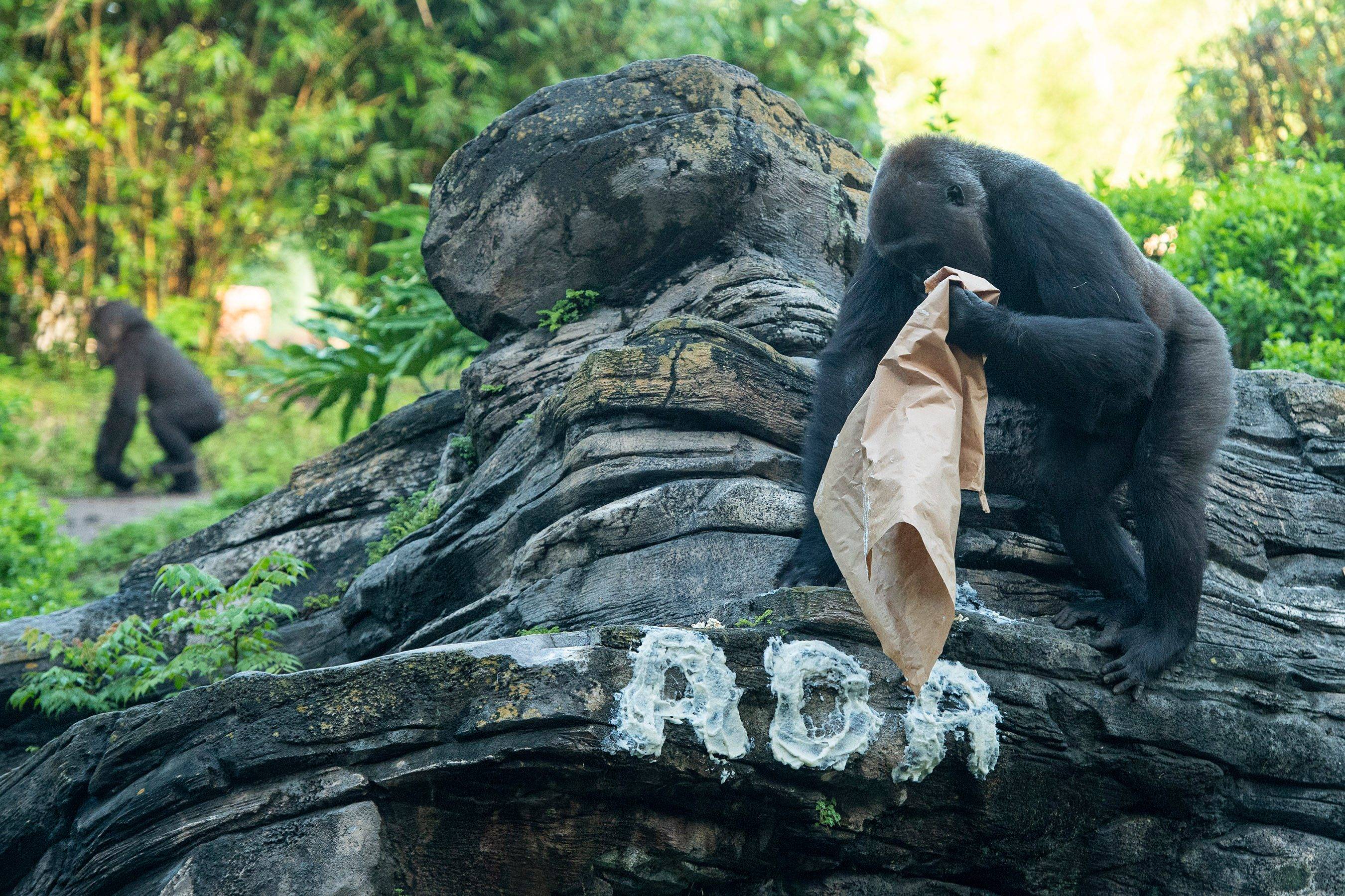 Gorillas at Disney's Animal Kingdom reveal the name of the newest western lowland gorilla to parents Azizi and Gino