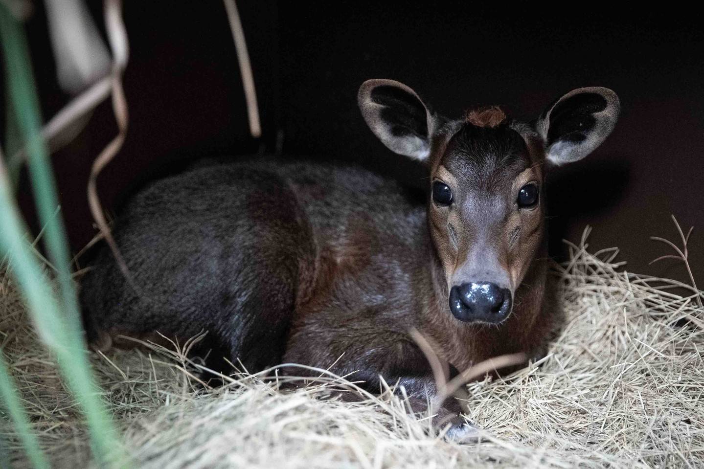 Penny the yellow-backed duiker calf