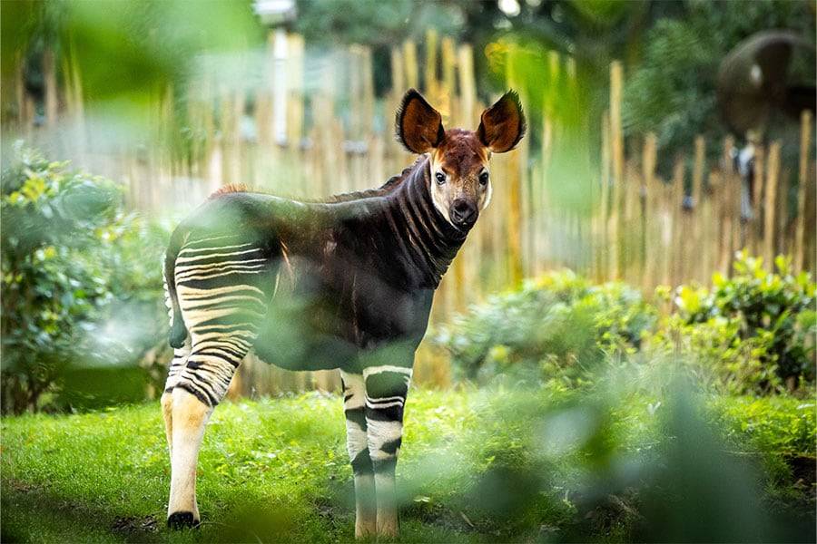 Disney's Animal Kingdom welcomes first baby Okapi in over a decade