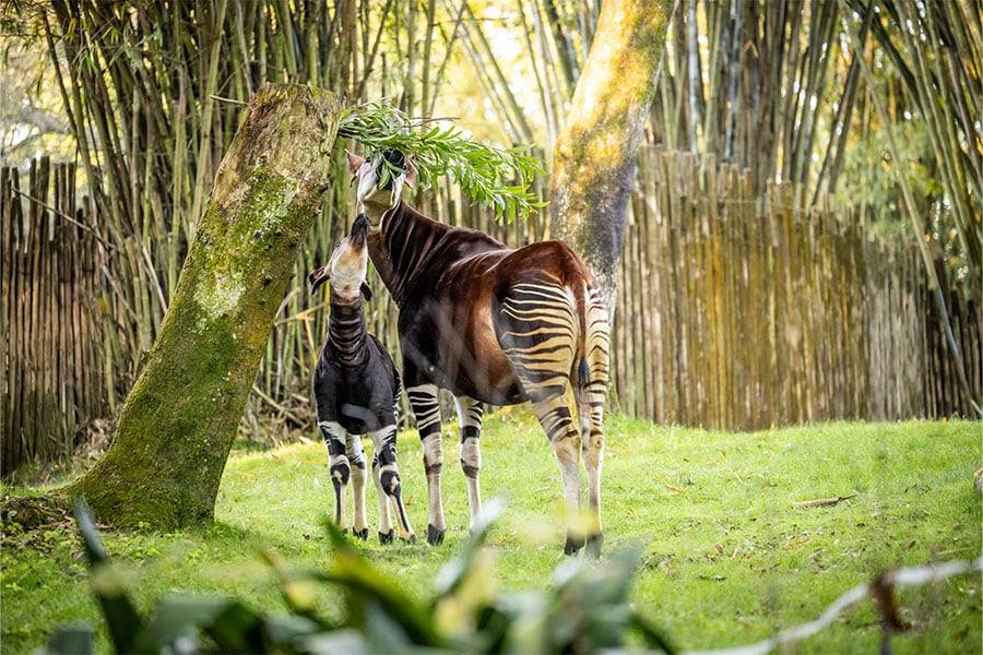 Disney's Animal Kingdom welcomes first baby Okapi in over a decade