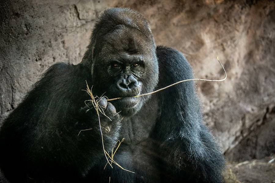 Gino the Gorilla Dies at 44 After Nearly 30 Years at Disney's Animal Kingdom