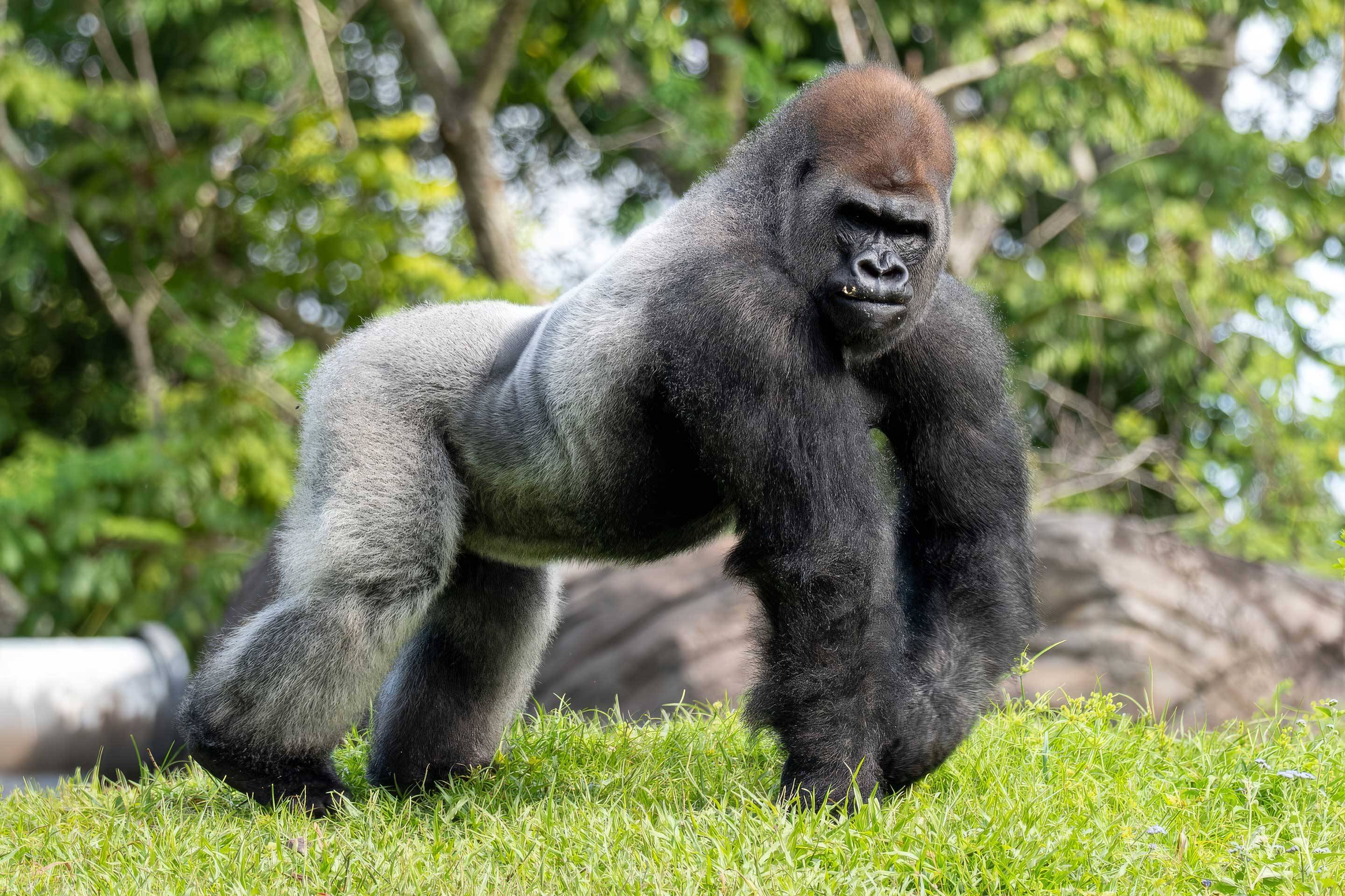 Meet Bakari: Animal Kingdom's New Silverback