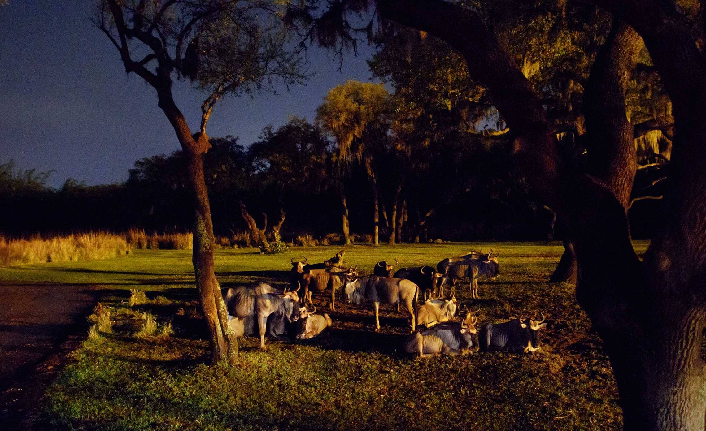 Savor the Savanna: Evening Safari Experience