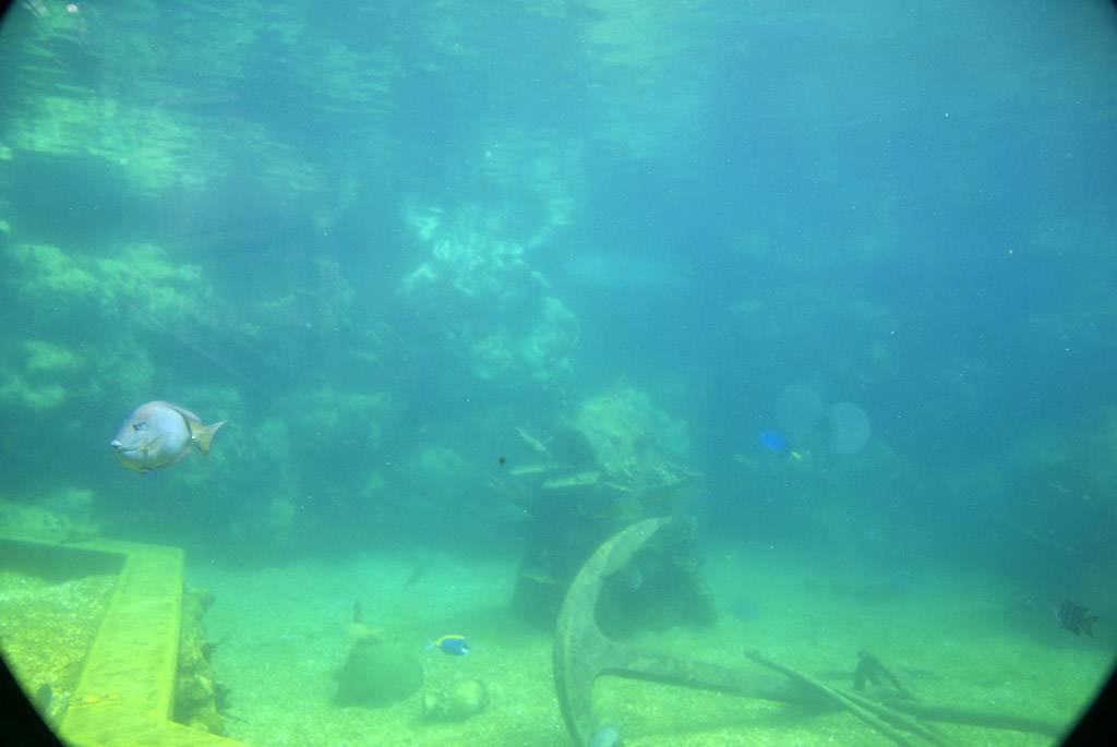 Shark Reef underwater viewing area