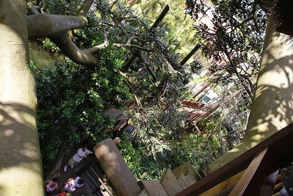 Inside the Swiss Family Treehouse and the view from the top