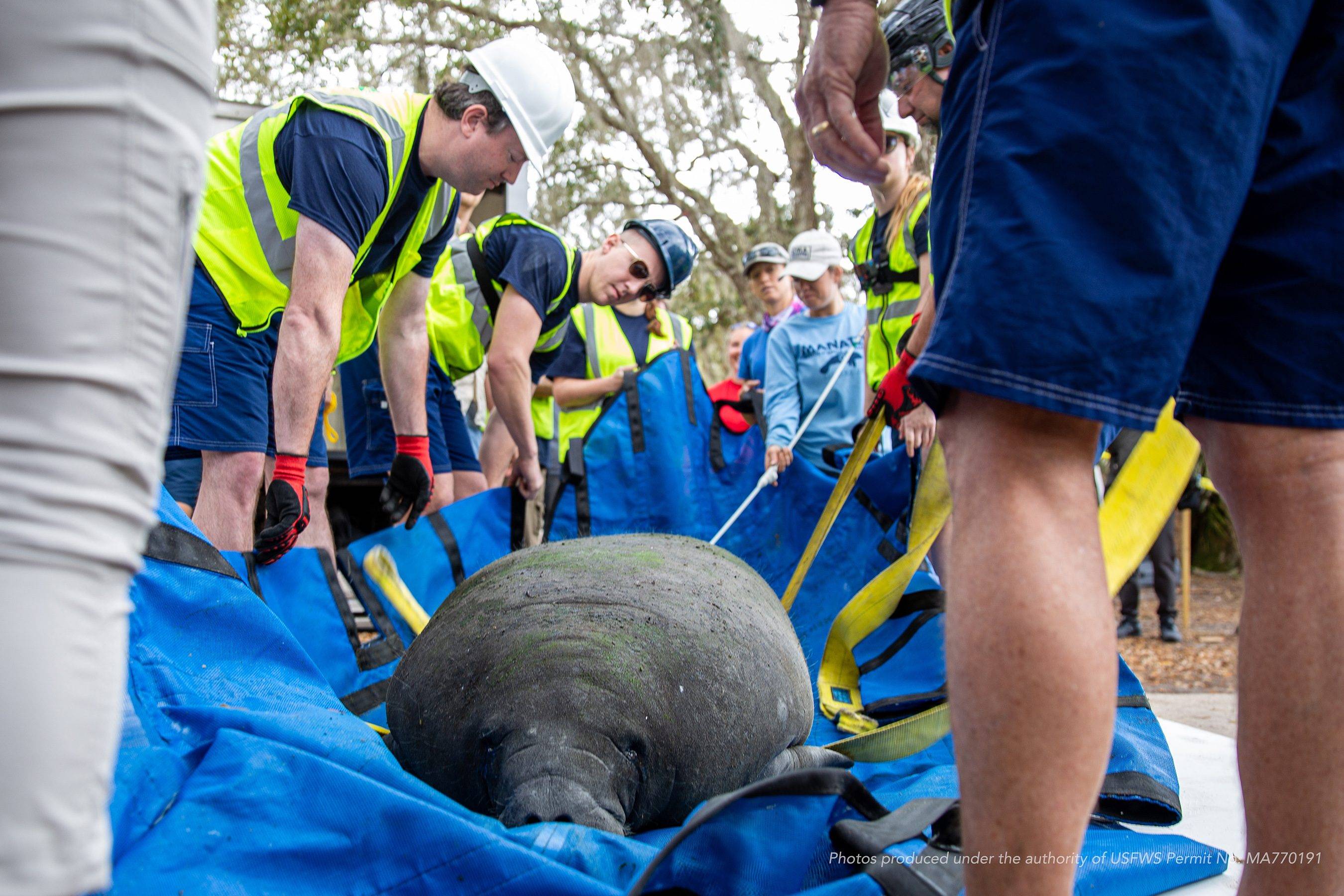 Disney assists with the release of Plantaina the manatee from The Seas with Nemo and Friends at EPCOT to Blue Spring State Park