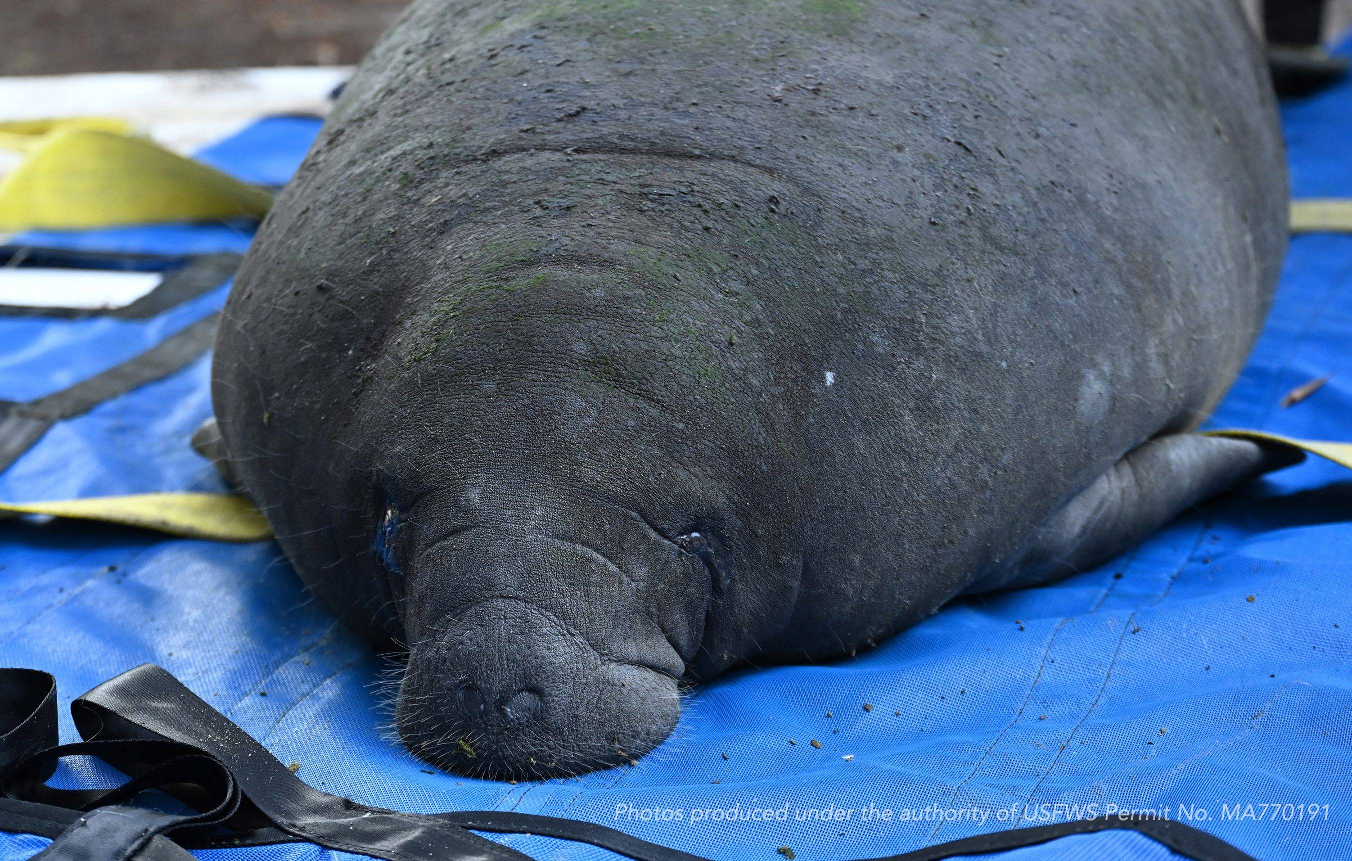 Disney Assists with Successful Rehabilitation and Release of Manatee